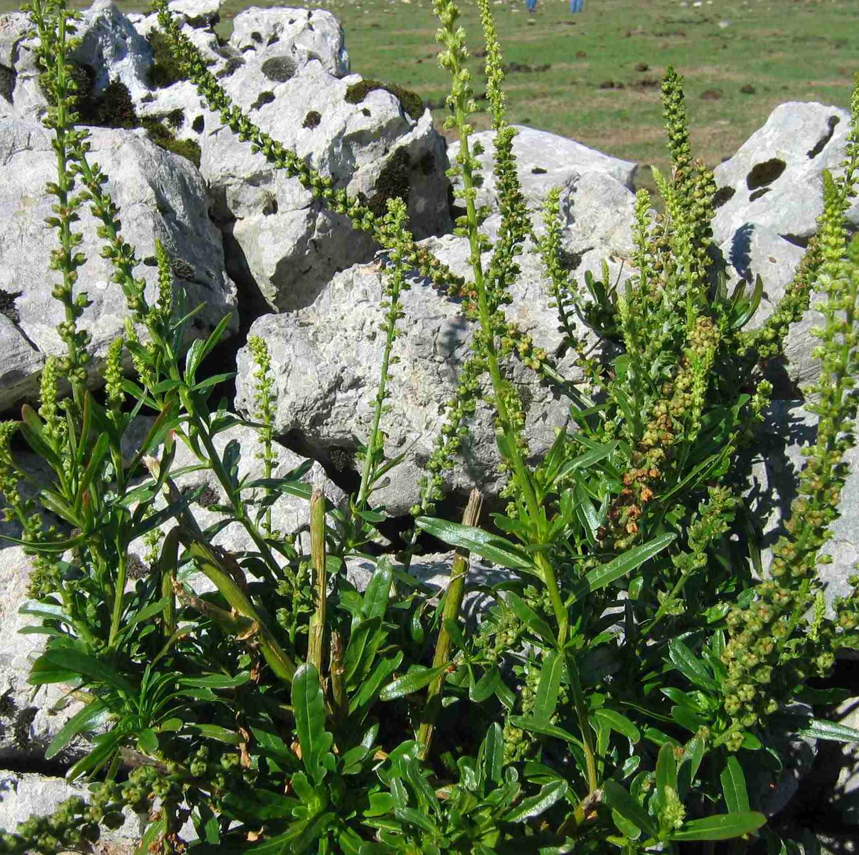 Reseda luteola / Reseda biondella